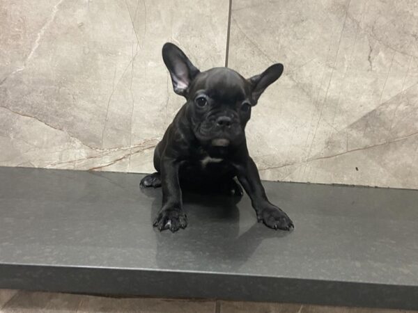 French Bulldog-DOG-Female-Brindle-28654-Petland Frisco & Mckinney, Texas