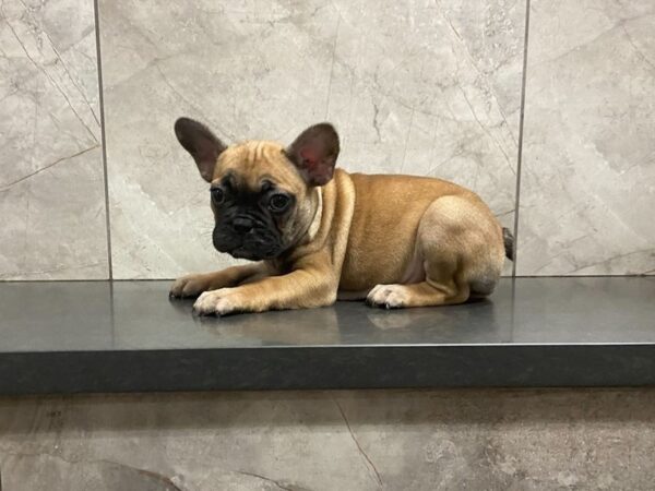 French Bulldog-DOG-Female-Fawn-28653-Petland Frisco & Mckinney, Texas