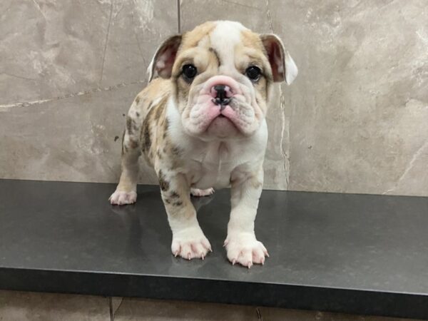 English Bulldog-DOG-Female-Red Merle-28641-Petland Frisco, Texas