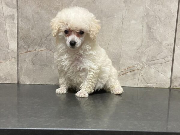 Miniature Poodle-DOG-Female-White-28629-Petland Frisco & Mckinney, Texas