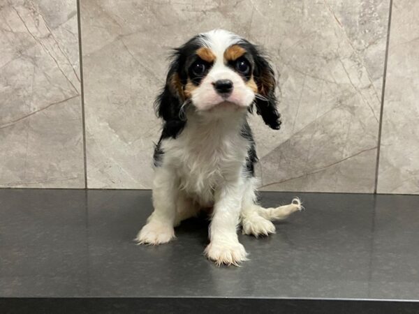 Cavalier King Charles Spaniel-DOG-Female-BLK TN WHT-28652-Petland Frisco, Texas