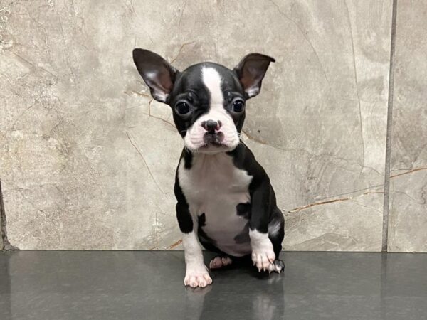 Boston Terrier-DOG-Female-Brindle & White-28622-Petland Frisco & Mckinney, Texas
