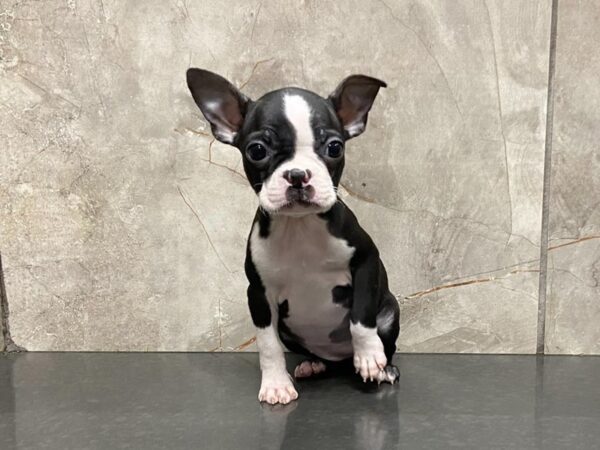 Boston Terrier DOG Female Brindle & White 28622 Petland Frisco, Texas