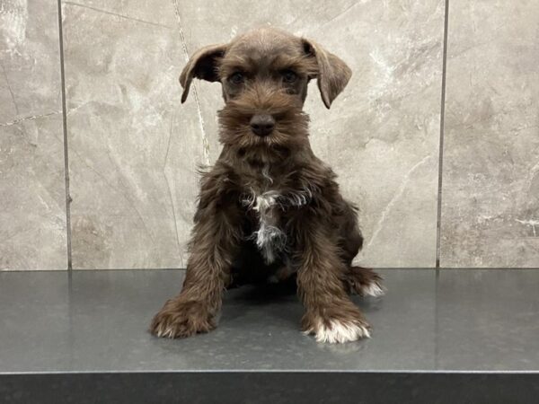 Miniature Schnauzer-DOG-Male-Chocolate-28625-Petland Frisco & Mckinney, Texas