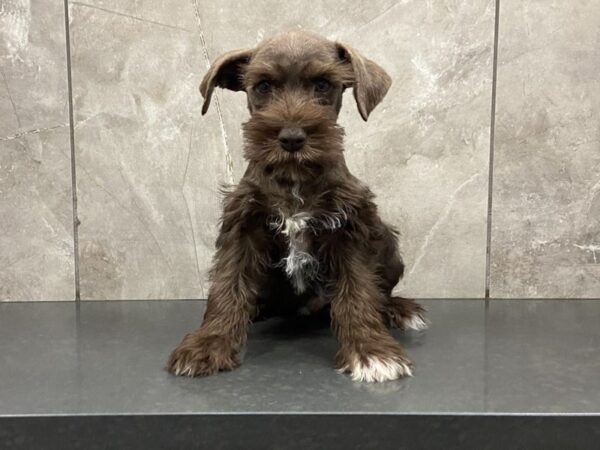 Miniature Schnauzer-DOG-Male-Chocolate-28625-Petland Frisco, Texas