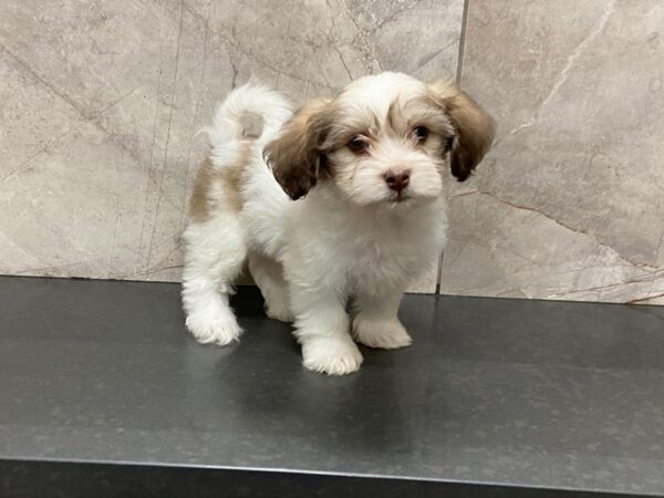 Havanese-DOG-Male-Fawn & White-28637-Petland Frisco & Mckinney, Texas