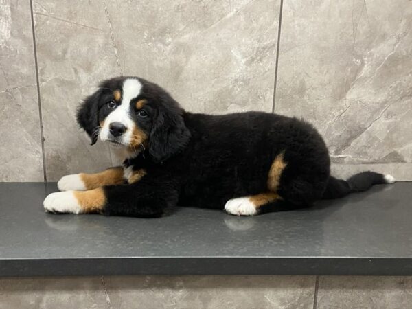 Bernese Mountain Dog DOG Female Blk Wht Rust 28638 Petland Frisco, Texas