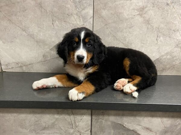 Bernese Mountain Dog DOG Female Blk Wht Rust 28639 Petland Frisco, Texas