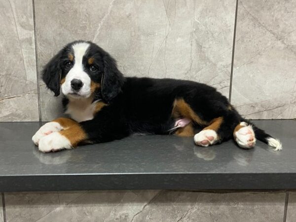 Bernese Mountain Dog-DOG-Male-Blk Wht Rust-28632-Petland Frisco, Texas