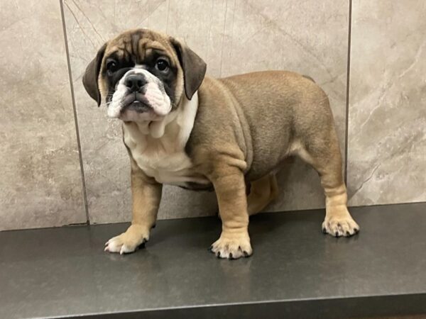 English Bulldog-DOG-Female-Fawn & Wht-28621-Petland Frisco & Mckinney, Texas
