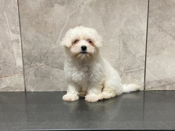 Coton De Tulear DOG Female White 28647 Petland Frisco, Texas