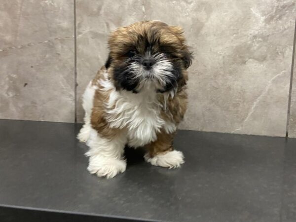 Shih Tzu-DOG-Female-Gold and White-28645-Petland Frisco & Mckinney, Texas