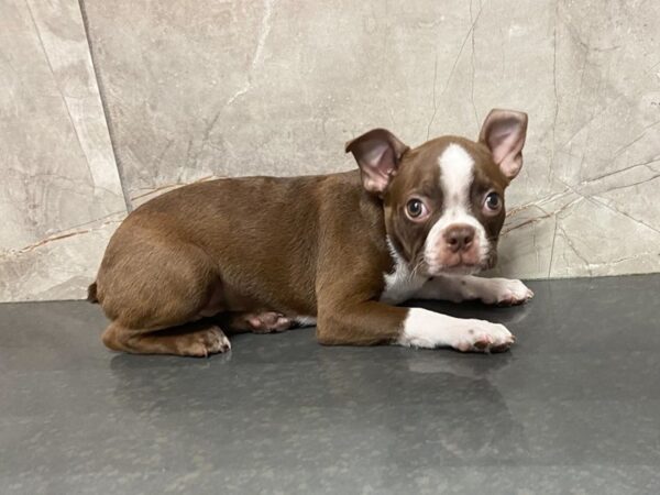 Boston Terrier DOG Male Seal and White 28648 Petland Frisco, Texas