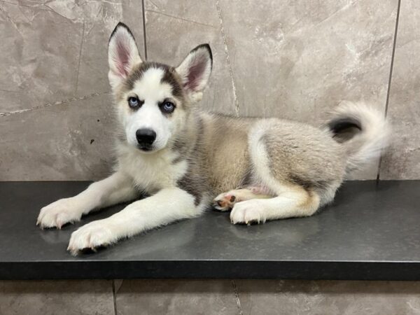 Siberian Husky DOG Male Black and White 28646 Petland Frisco, Texas