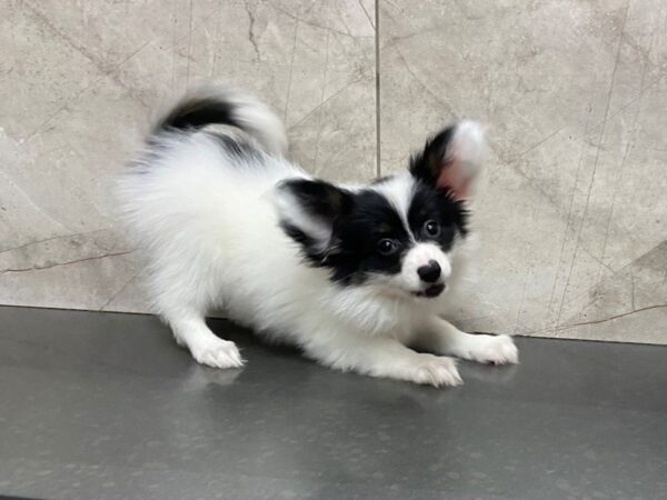 Papillon DOG Female White and Black 28644 Petland Frisco, Texas