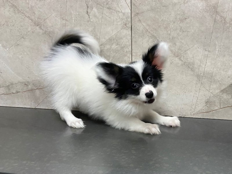 Papillon Puppy White and Black ID:28644 Located at Petland Frisco