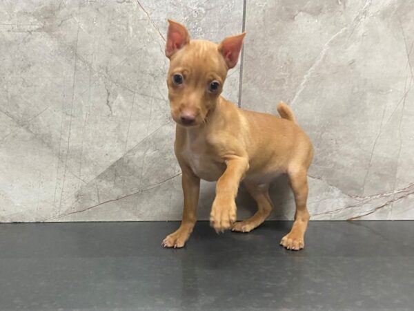 Miniature Pinscher DOG Male Red 28643 Petland Frisco, Texas