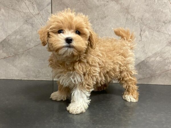 Maltipoo DOG Female Apricot 28666 Petland Frisco, Texas