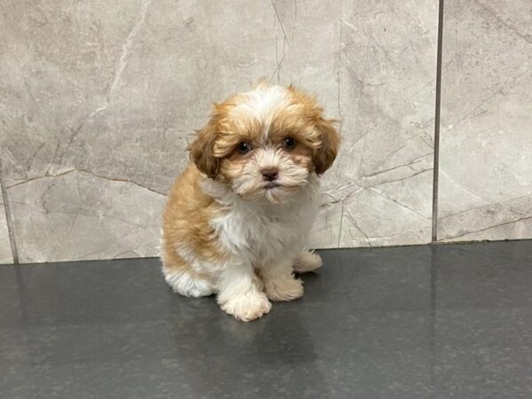 Teddy Bear-DOG-Female-Gold & White-28672-Petland Frisco & Mckinney, Texas