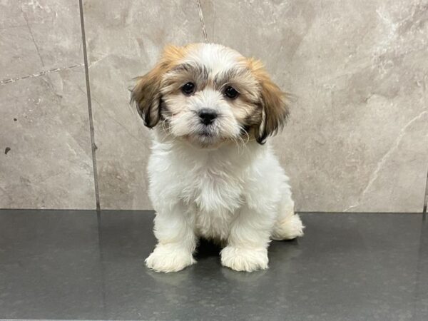 Teddy Bear-DOG-Female-Gold & White-28664-Petland Frisco & Mckinney, Texas