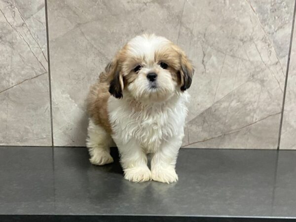 Shih Tzu-DOG-Male-Gold & White-28674-Petland Frisco & Mckinney, Texas