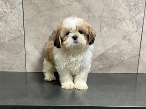 Shih Tzu-DOG-Male-Gold & White-28674-Petland Frisco, Texas