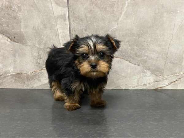 Silky Terrier DOG Male BLK & TAN 28670 Petland Frisco, Texas