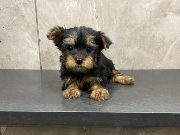 Silky Terrier DOG Male BLK & TAN 28671 Petland Frisco, Texas