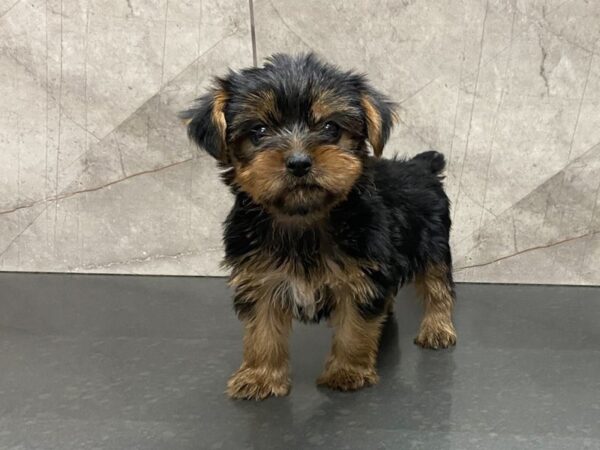 Yorkshire Terrier-DOG-Female-Blk & Tan-28659-Petland Frisco & Mckinney, Texas
