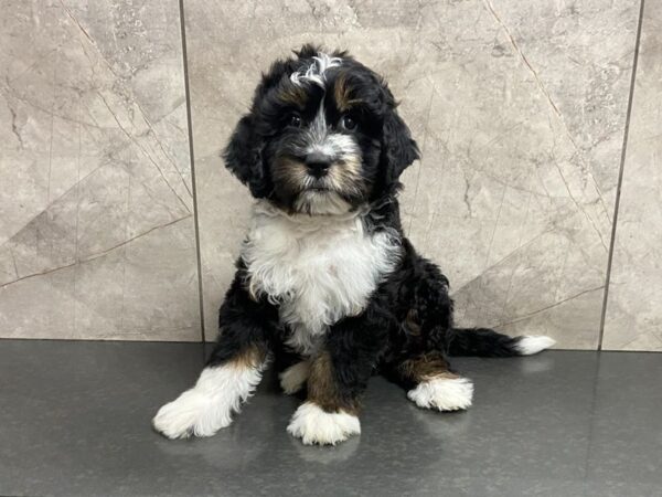 F1B Mini Bernedoodle DOG Female Tri 28656 Petland Frisco, Texas