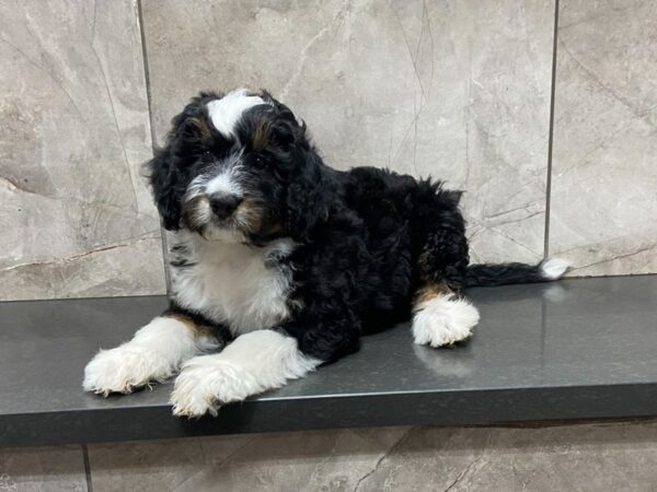 F1B Mini Bernedoodle-DOG-Male-Tri-28655-Petland Frisco, Texas