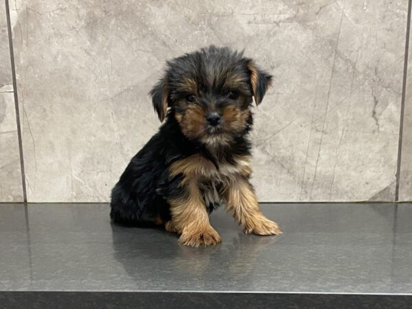 Yorkshire Terrier-DOG-Female-Blk & Tan-28660-Petland Frisco & Mckinney, Texas