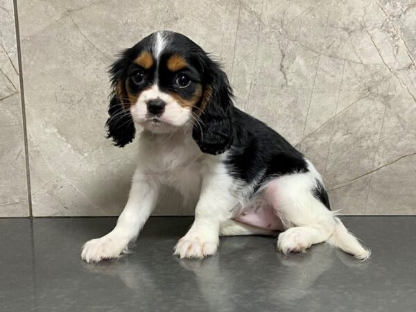 Cavalier King Charles Spaniel-DOG-Female-TRI-28690-Petland Frisco & Mckinney, Texas