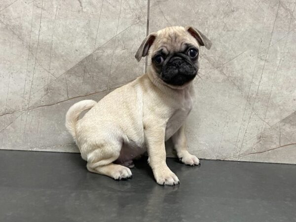 Pug DOG Male Fawn 28685 Petland Frisco, Texas