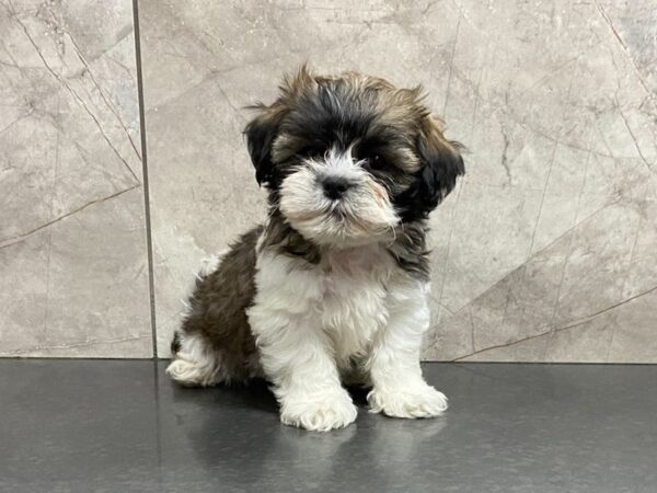 Shih Tzu-DOG-Male-Gold and White-28686-Petland Frisco & Mckinney, Texas
