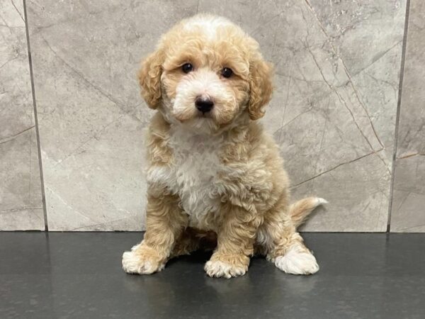 Bichonpoo-DOG-Male-Cream Wht-28694-Petland Frisco, Texas