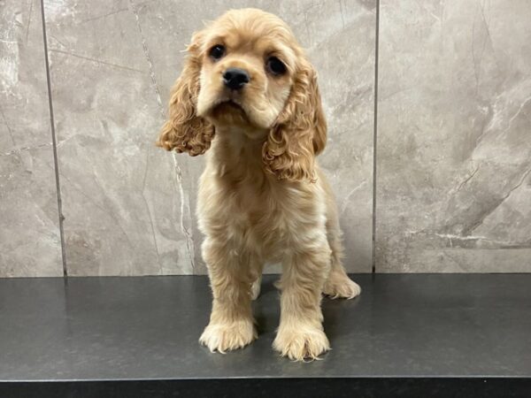 Cocker Spaniel DOG Female Red 28691 Petland Frisco, Texas