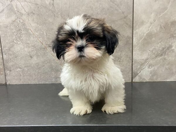 Shih Tzu-DOG-Female-Gold and White-28687-Petland Frisco & Mckinney, Texas