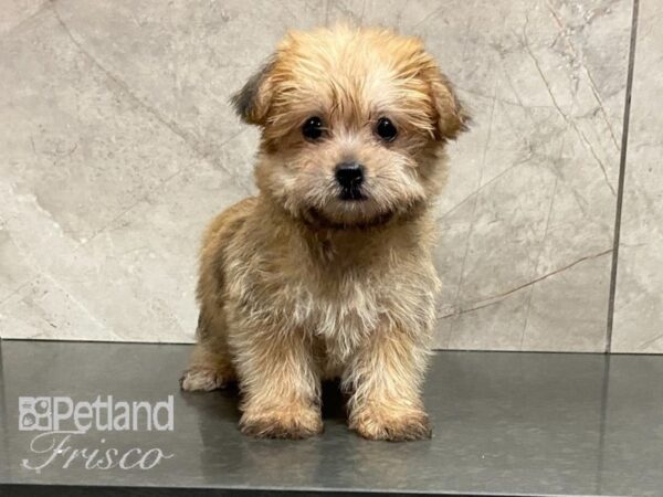 Yochon DOG Female Golden 28698 Petland Frisco, Texas