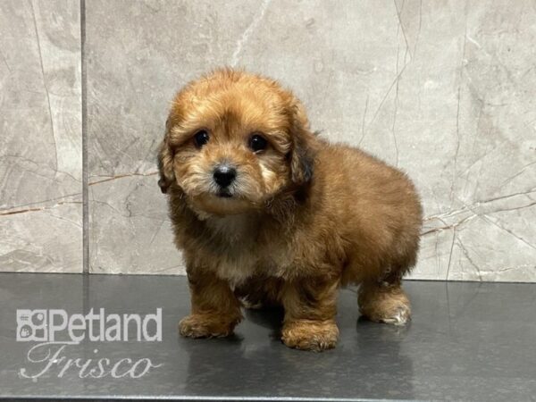 Maltipoo DOG Female Apricot 28701 Petland Frisco, Texas