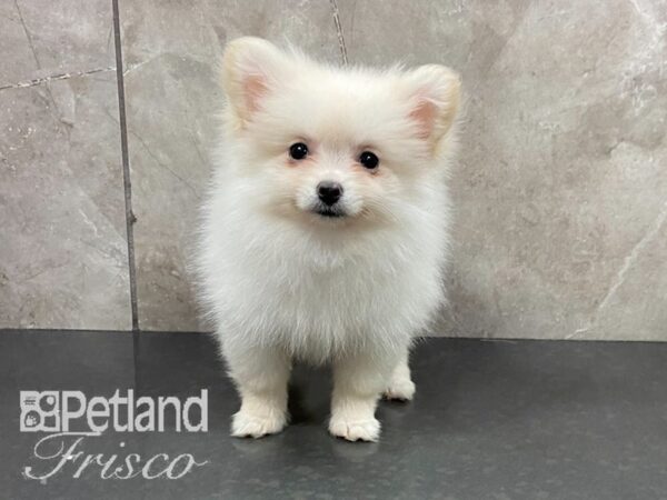 Pomeranian-DOG-Female-Cream-28704-Petland Frisco & Mckinney, Texas