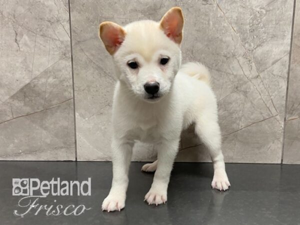 Shiba Inu-DOG-Male-Cream-28705-Petland Frisco & Mckinney, Texas