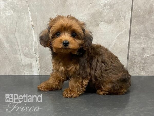 Yorkiepoo-DOG-Male-Red-28702-Petland Frisco & Mckinney, Texas