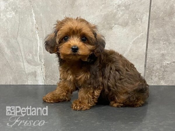 Yorkiepoo DOG Male Red 28702 Petland Frisco, Texas