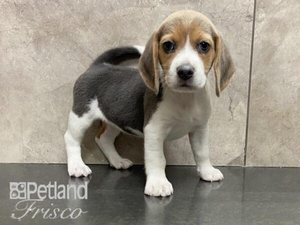 Beagle-DOG-Female-Blue-28699-Petland Frisco, Texas