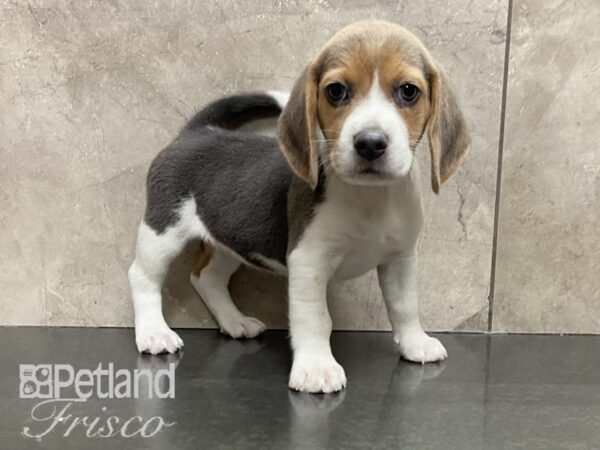 Beagle DOG Female Blue 28699 Petland Frisco, Texas