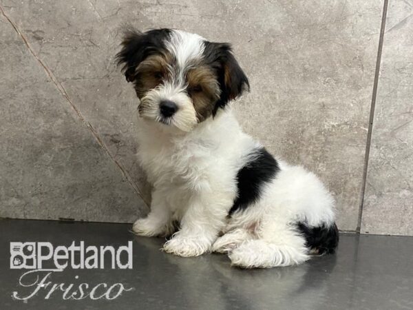 Yorkshire Terrier-DOG-Male-Blk Tan Parti-28697-Petland Frisco & Mckinney, Texas