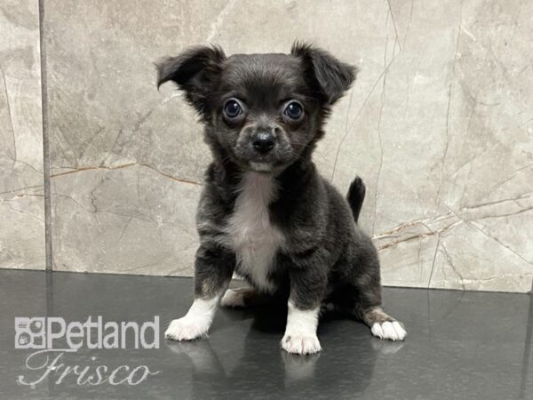 Chihuahua-DOG-Female-Blue Wht-28700-Petland Frisco & Mckinney, Texas