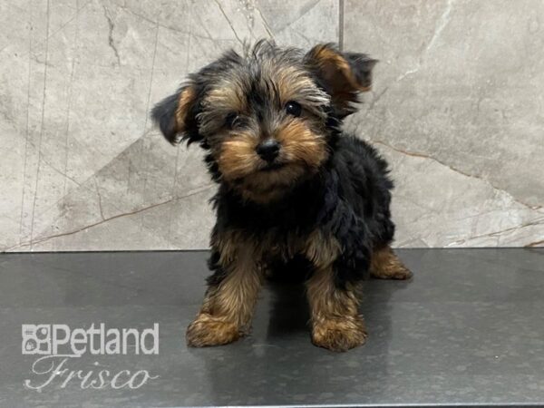 Yorkshire Terrier-DOG-Female-Blk & Tan-28703-Petland Frisco & Mckinney, Texas