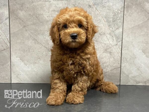 Goldendoodle Mini-DOG-Female-Apricot-28706-Petland Frisco, Texas